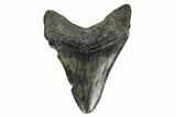 Serrated, Fossil Megalodon Tooth - South Carolina #170348-1